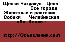 Щенки Чихуахуа › Цена ­ 12000-15000 - Все города Животные и растения » Собаки   . Челябинская обл.,Касли г.